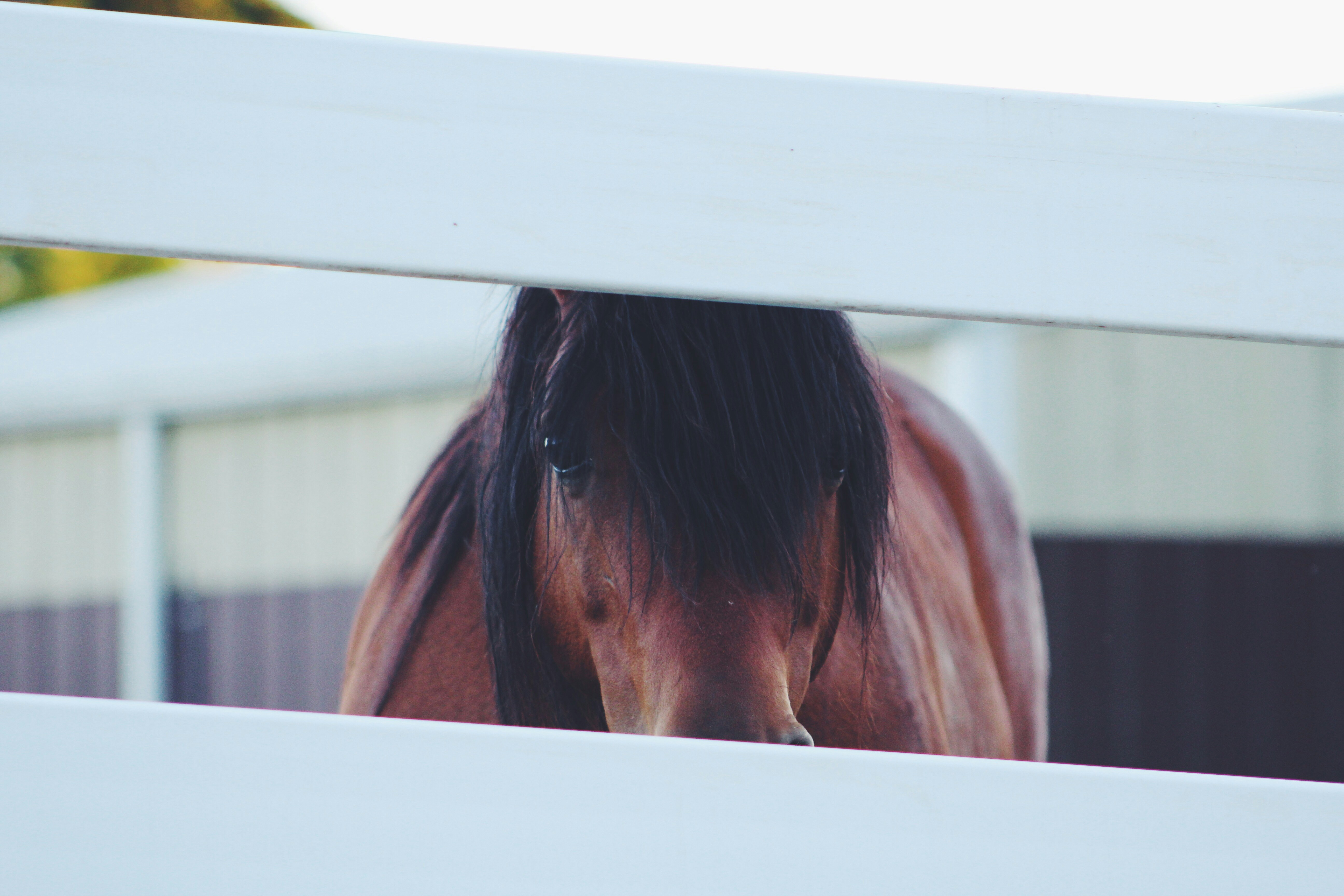 The Science Behind Solarium Technology: How Curalux Enhances Equine Health