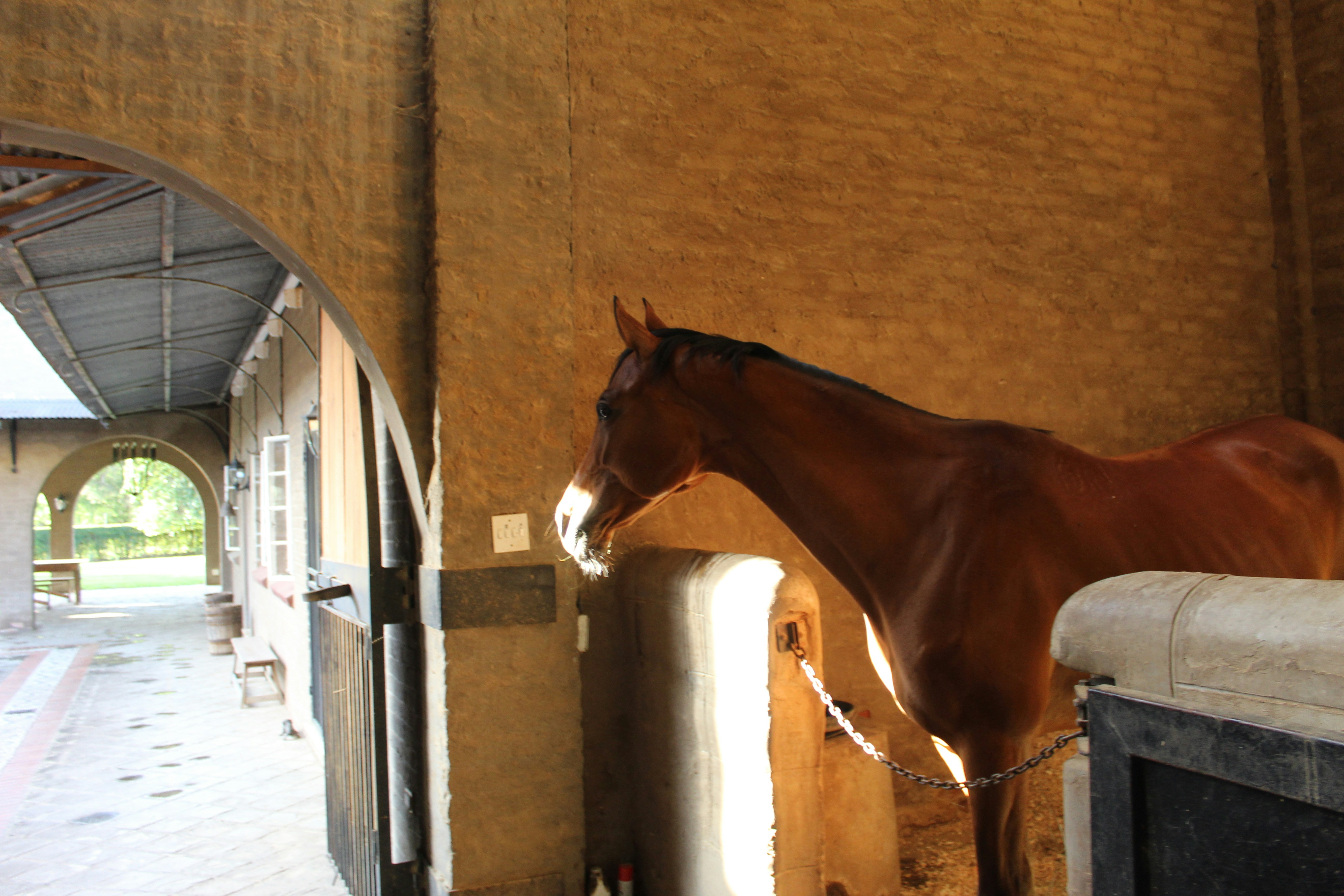 Top 5 Benefits of Using an Equine Solarium for Performance Horses