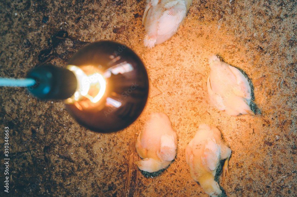 Light Up Your Livestock: How Curalux Heat Lamps Can Transform Animal Rearing