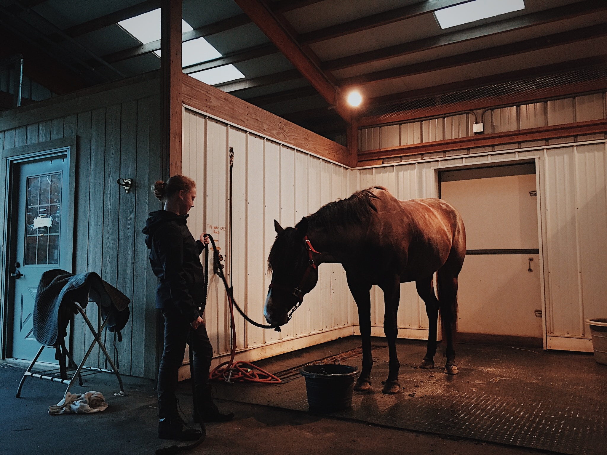 Unlocking the Power of Curalux Heat Lamps in Horse Solariums