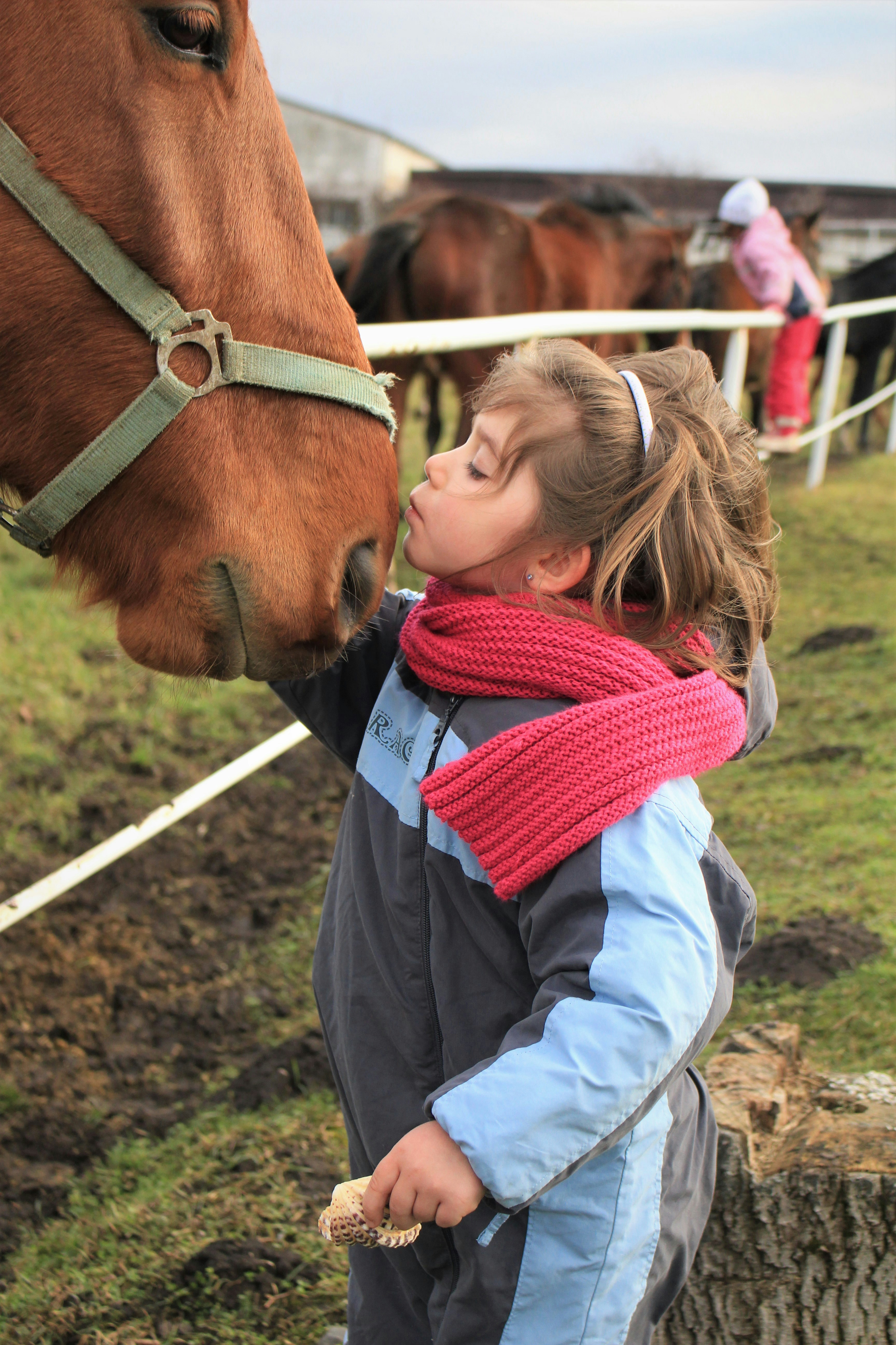 Equine Wellness Trends: Why Solariums Are Becoming Essential in Modern Stables